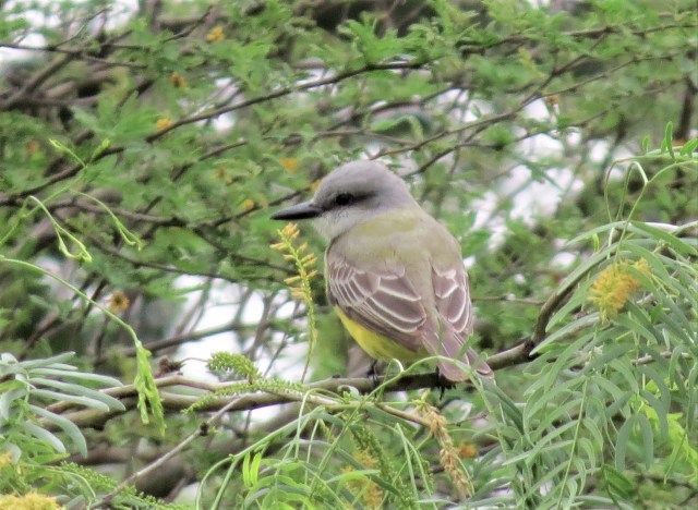 Tropical Kingbird