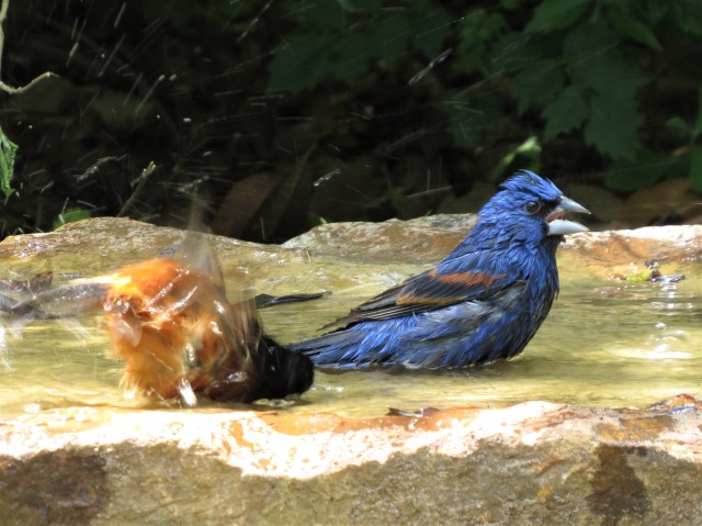 Blue Grosbeak