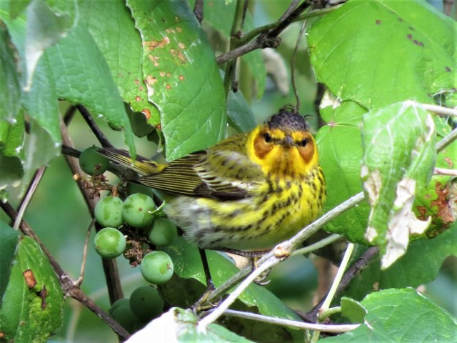 Cape May Warbler