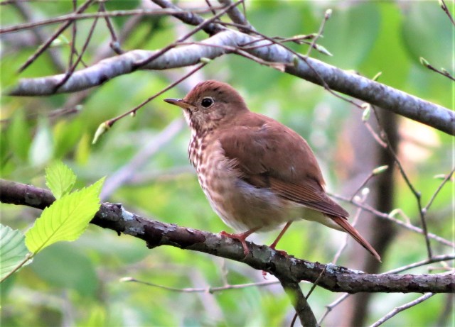 Hermit Thrush2