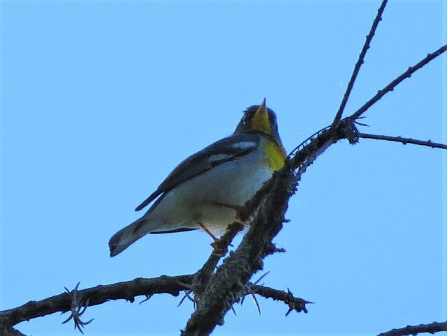 Northern Parula