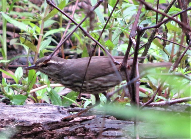 Northern Waterthrush1