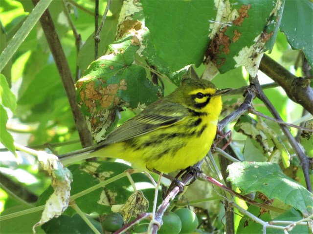 Prairie Warbler