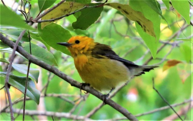 Prothonotary Warbler