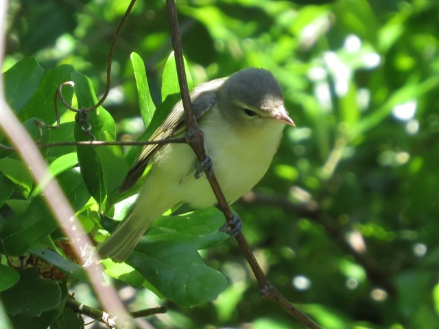 Warbling Vireo