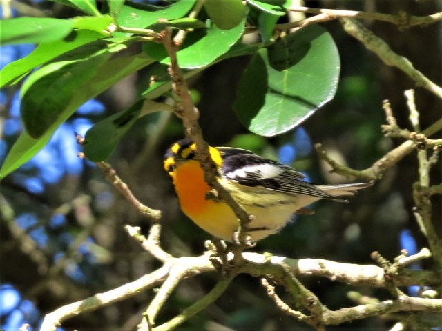 Blackburnian Warbler