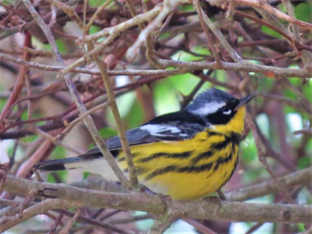 Magnolia Warbler