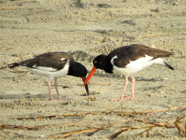 American Oystercatcher