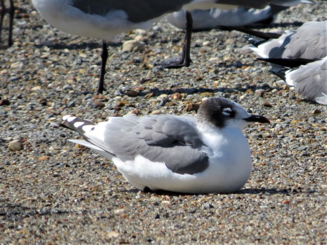 Franklins Gull3