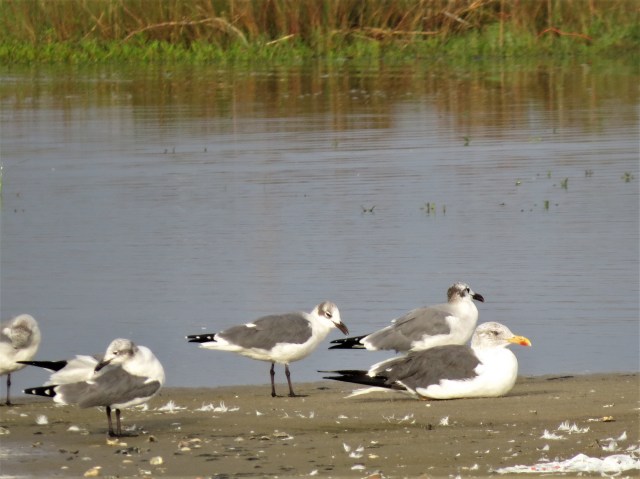 Lesser Black Backed Gull