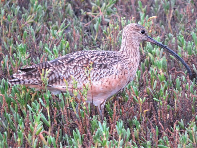 Long-billed Curlew
