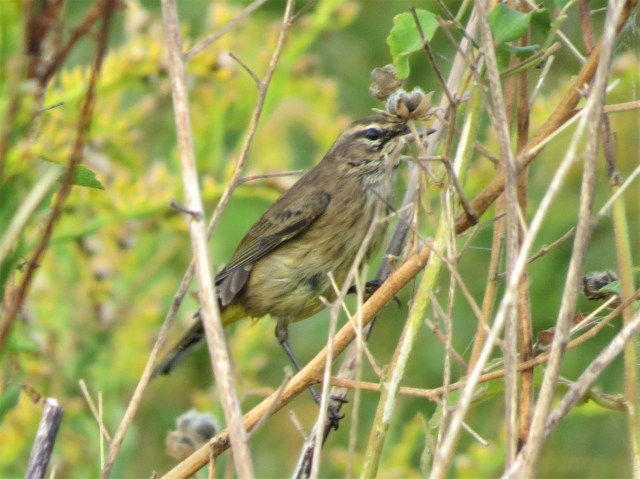 Palm Warbler1