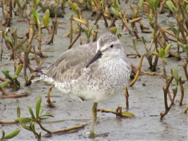 Red Knot2