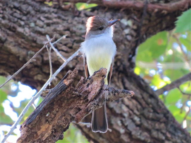 Ash-throated Flycatcher2