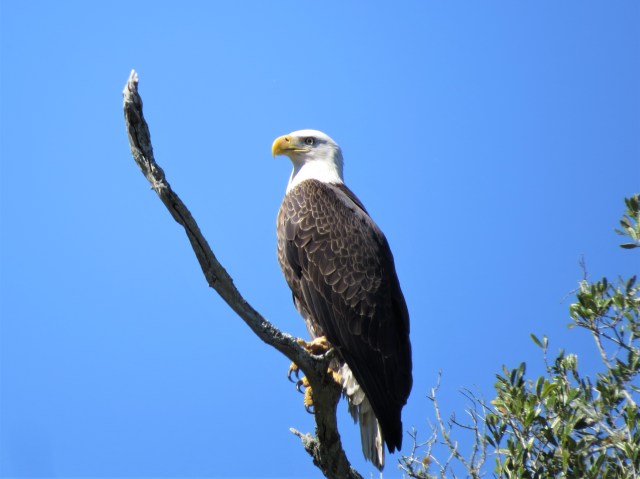 Bald Eagle