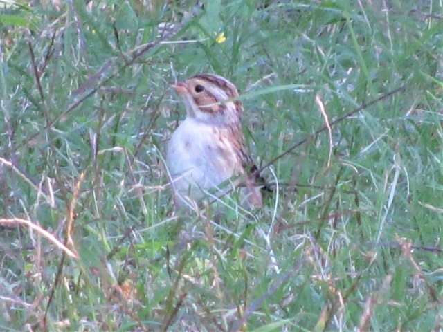 Clay-colored Sparrow5
