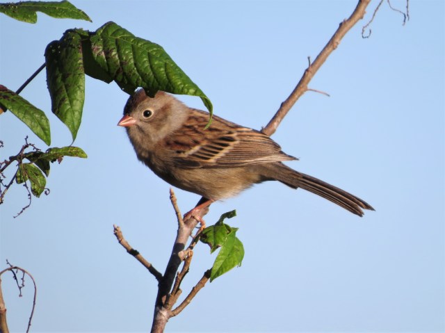 Field Sparrow