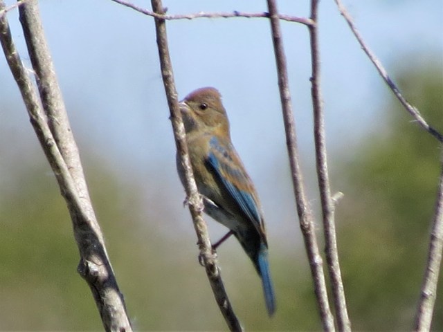 Indigo Bunting