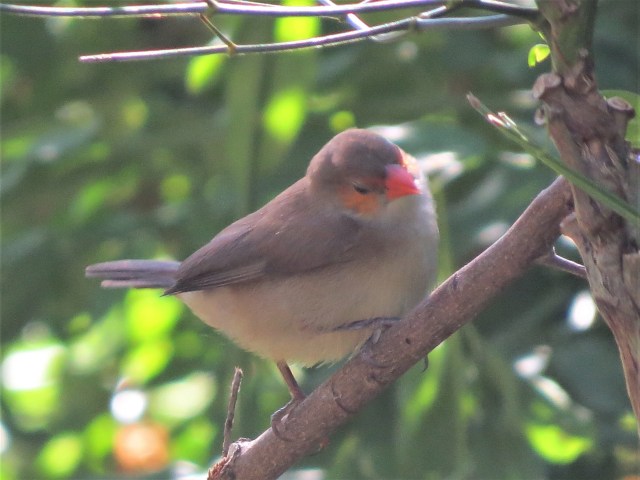 Orange-cheeked Waxbill