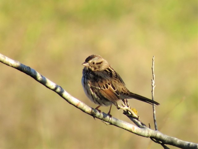 Song Sparrow