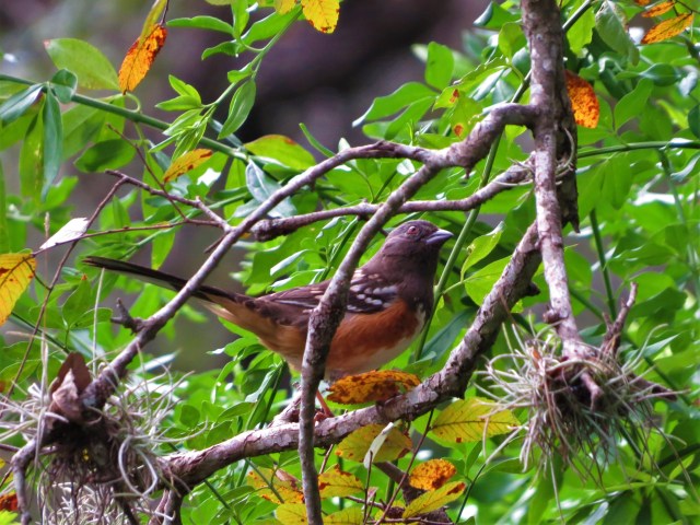 Spotted Towhee