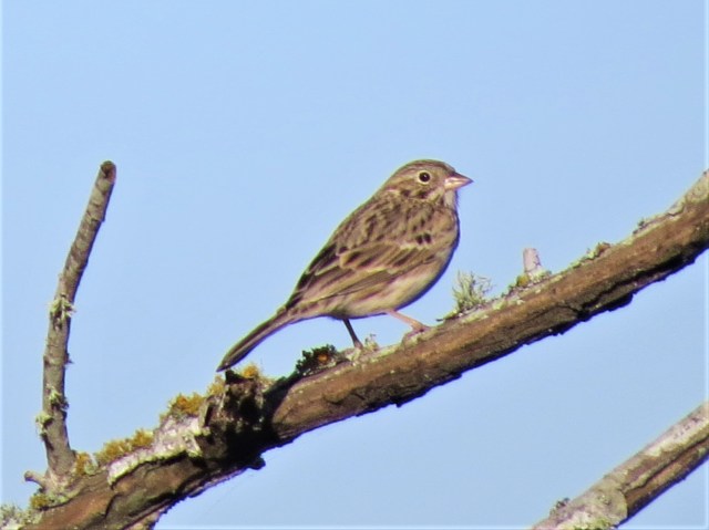 Vesper Sparrow