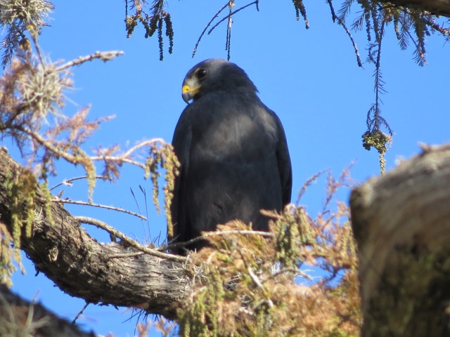 Zone-tailed Hawk1
