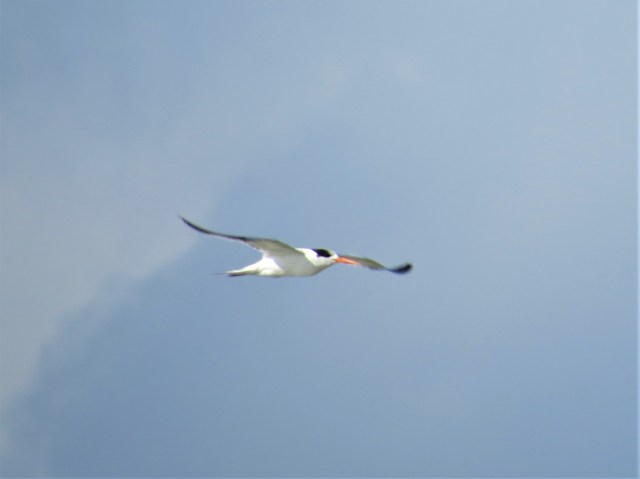 Elegant Tern2
