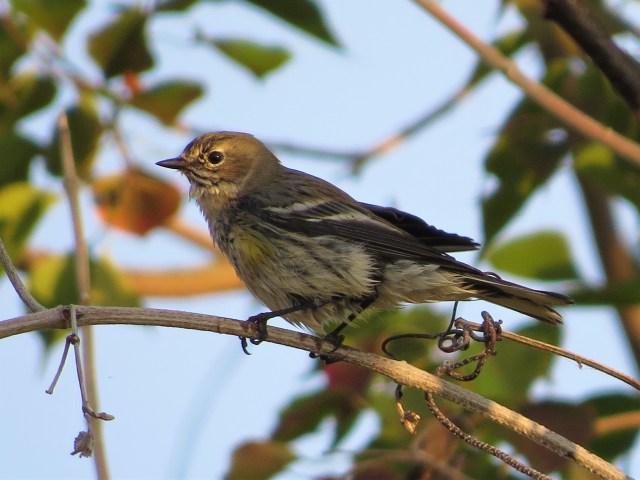 Yellow-rumped Warbler