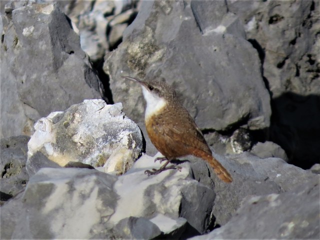 Canyon Wren