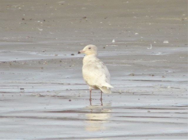 Glaucous Gull