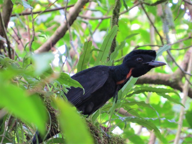 Bare-necked Umbrellabird