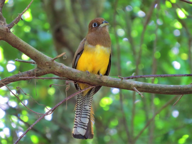 Black-throated Trogon