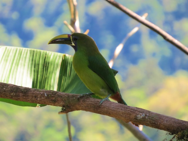 Northern Emerald Toucanet