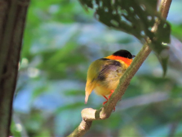Orange-collared Manakin