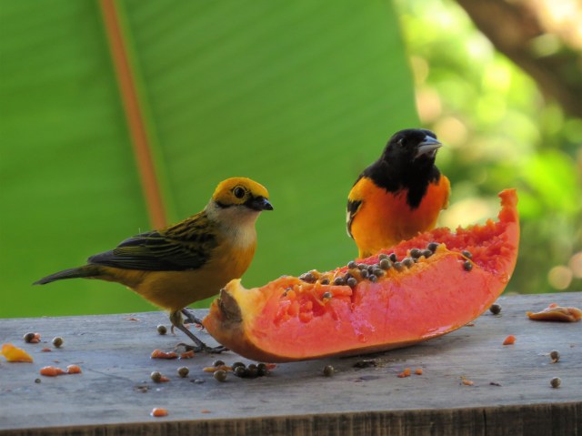 Silver-throated Tanager and Baltimore Oriole