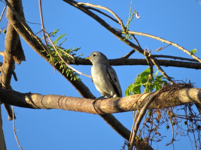 Yellow-billed Cotinga4