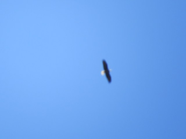 Bald Eagle2