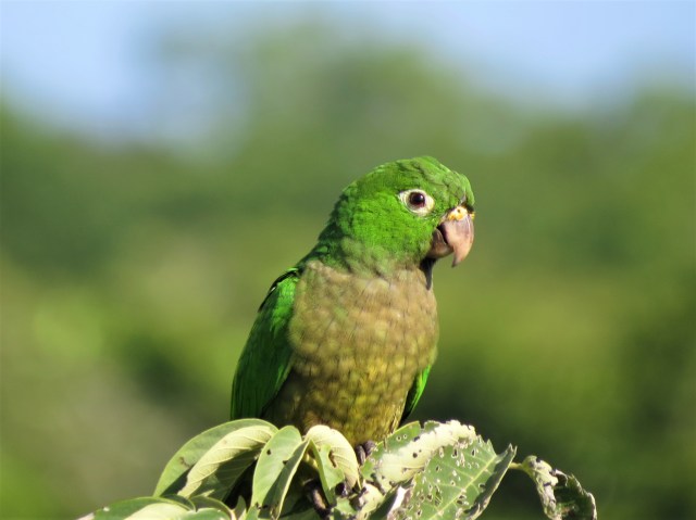 Aztec Parakeet
