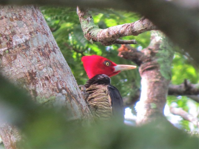 Pale-billed Woodpecker