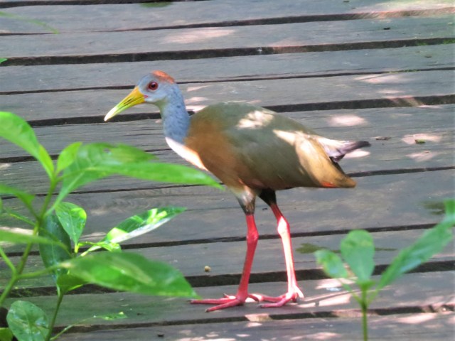 Russet-naped Wood Rail