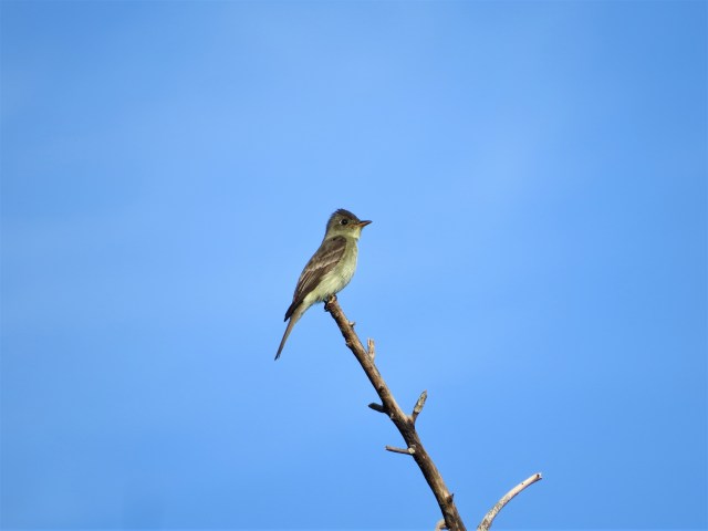 Tropical Pewee