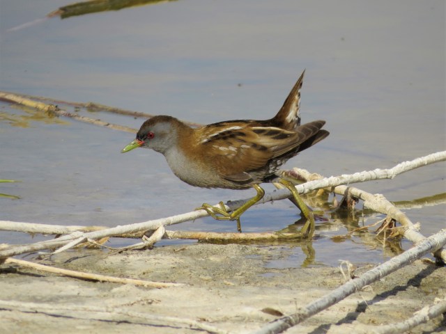 Little Crake2