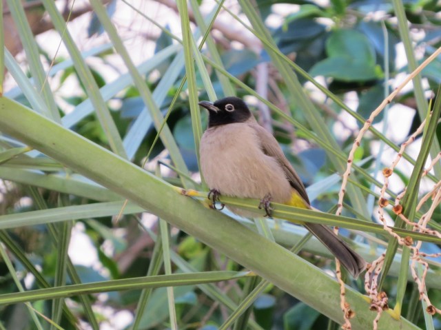 Yellow-vented Bulbul