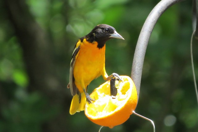 Baltimore Oriole
