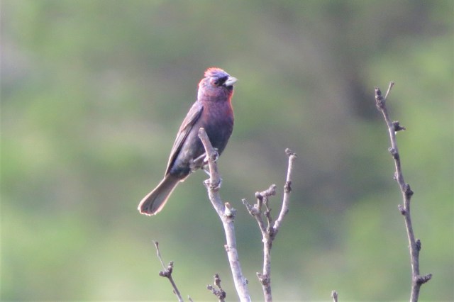 Varied Bunting2